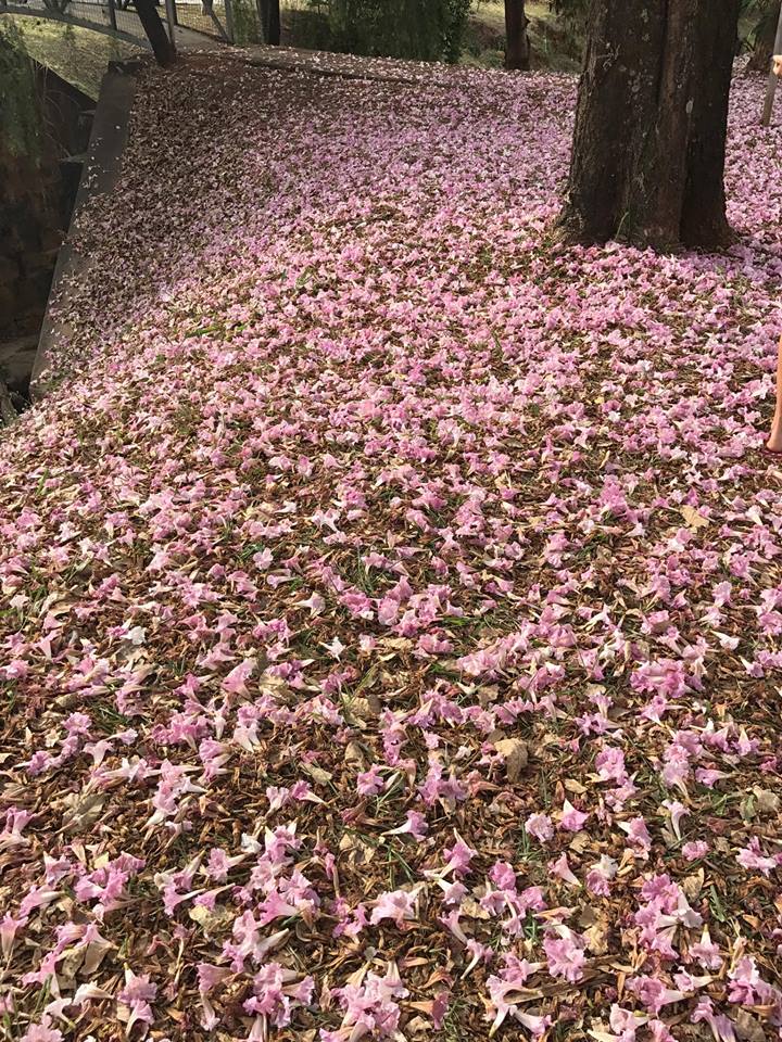 flor5